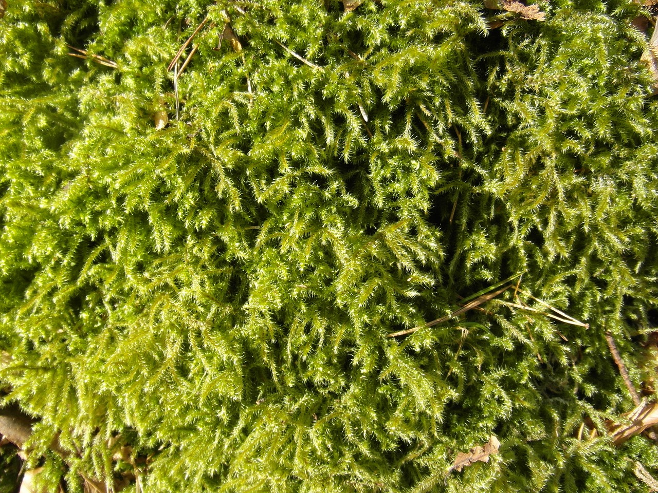 moss green forest free photo