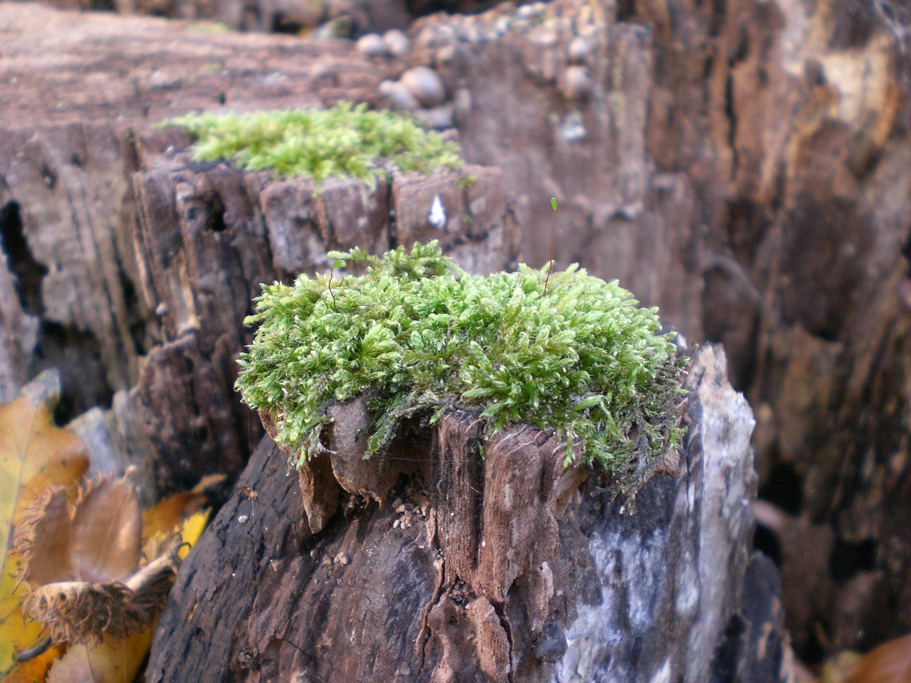 moss forest tree stump free photo
