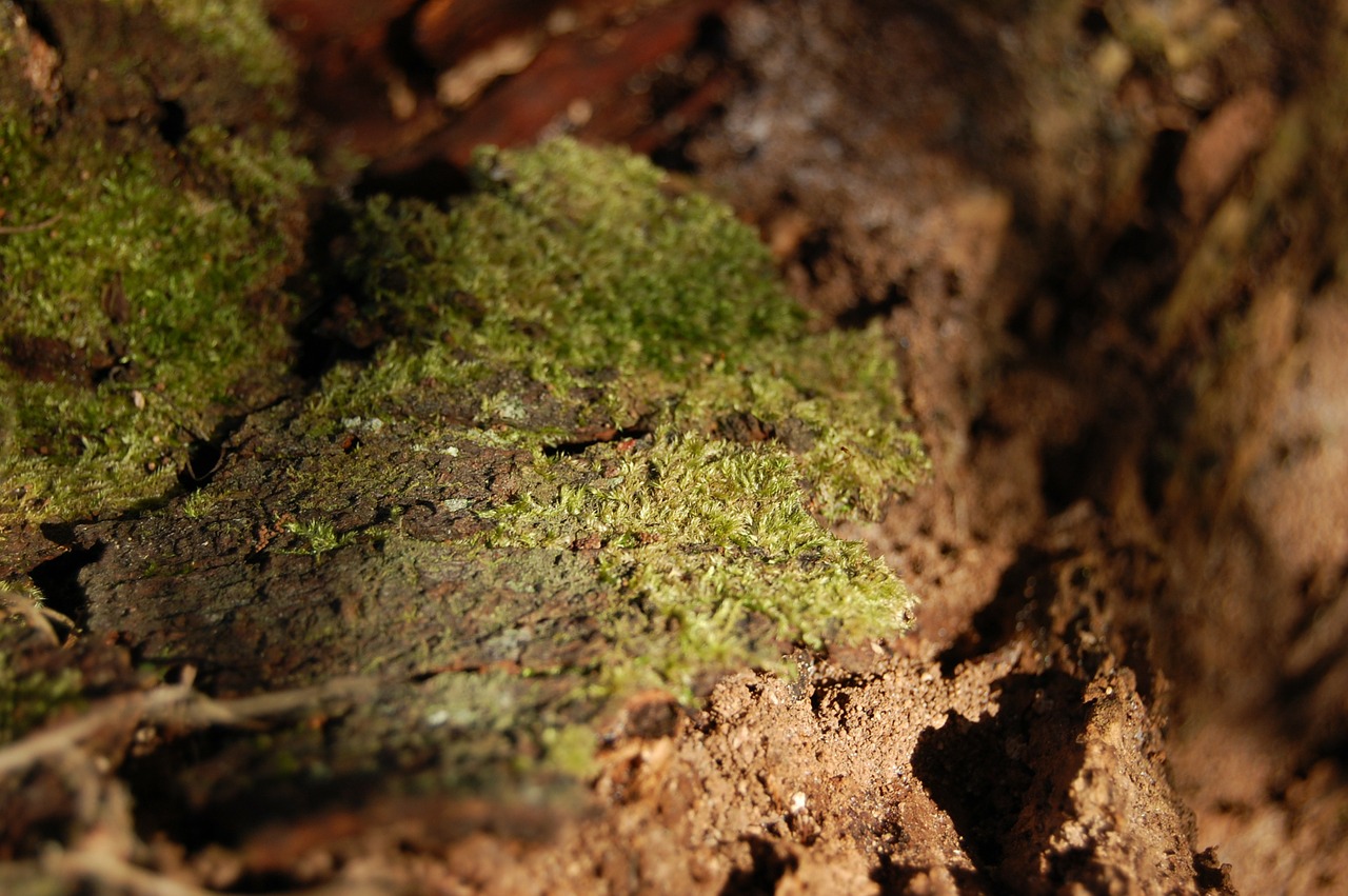 moss green woods free photo