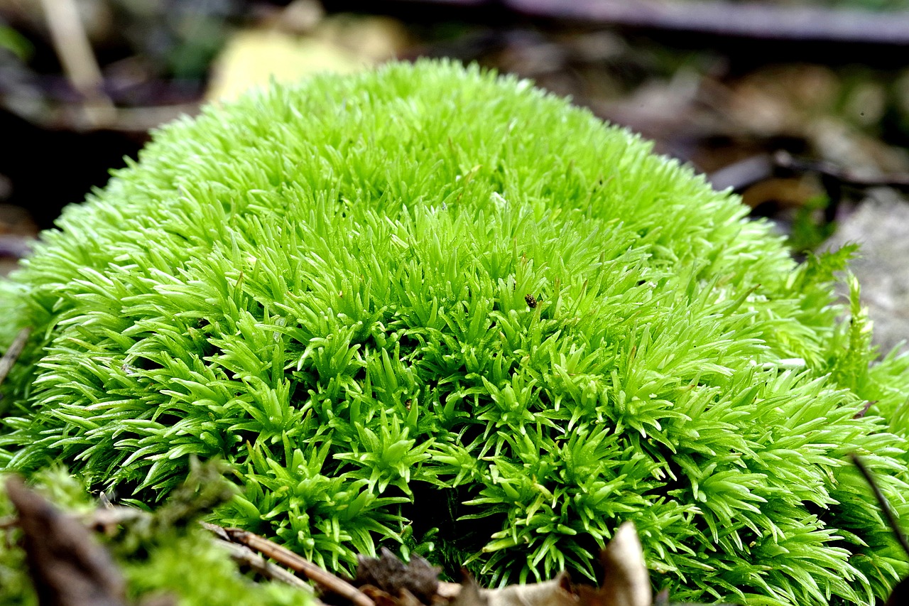 moss green pillow free photo