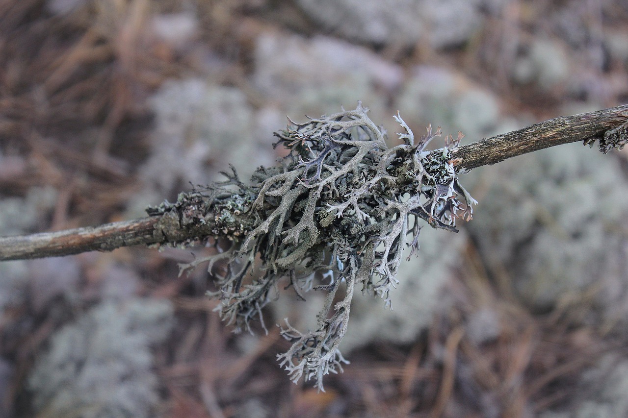 moss lichen forest free photo