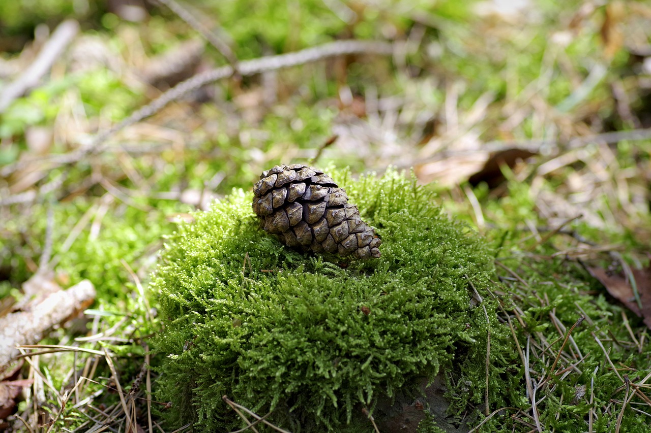 moss undergrowth the covering of the forest free photo