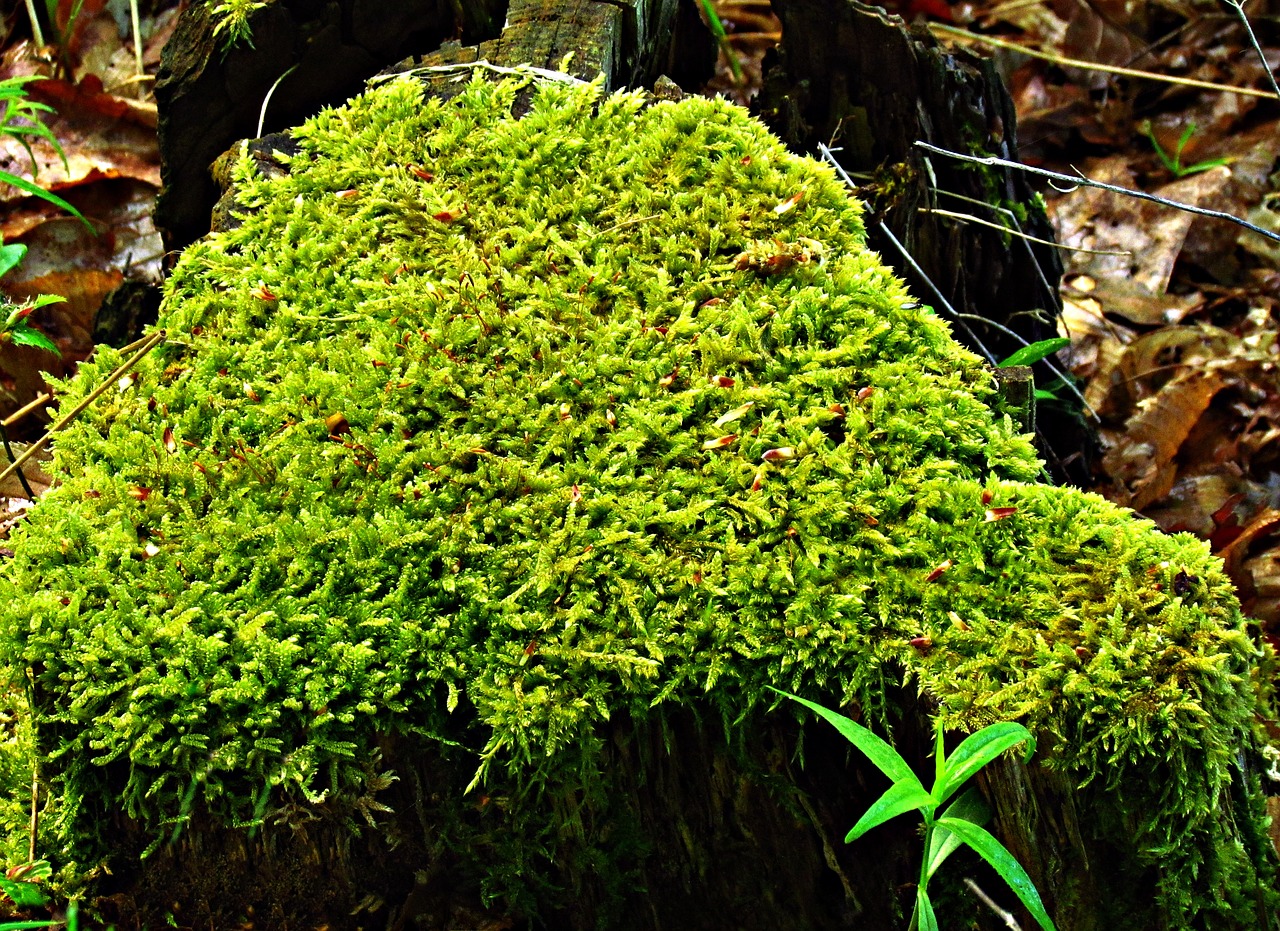 moss forest green free photo