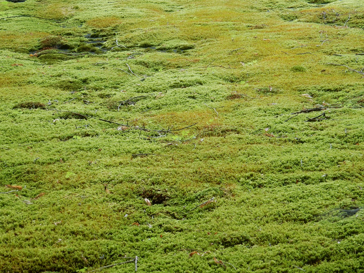 moss moss carpet green free photo