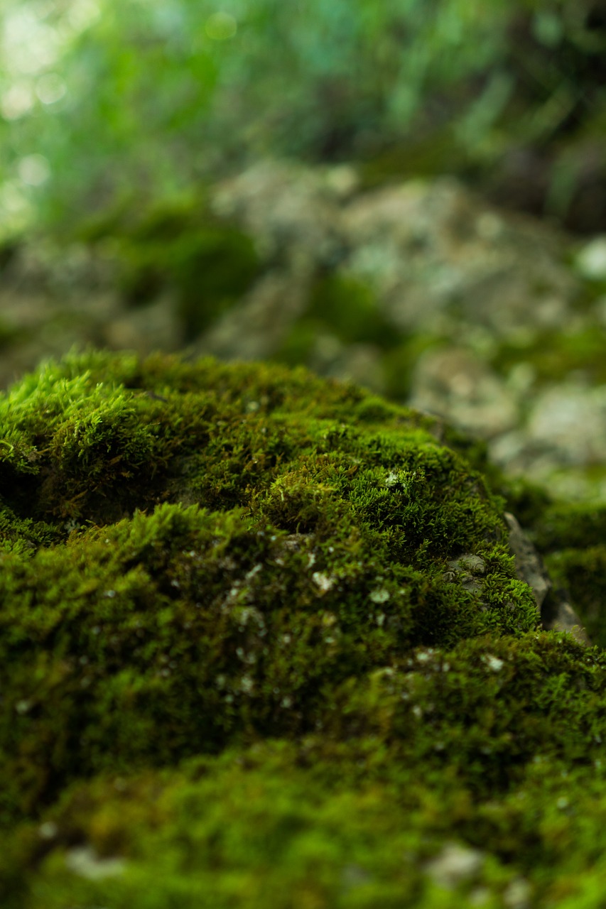 moss nature organic free photo