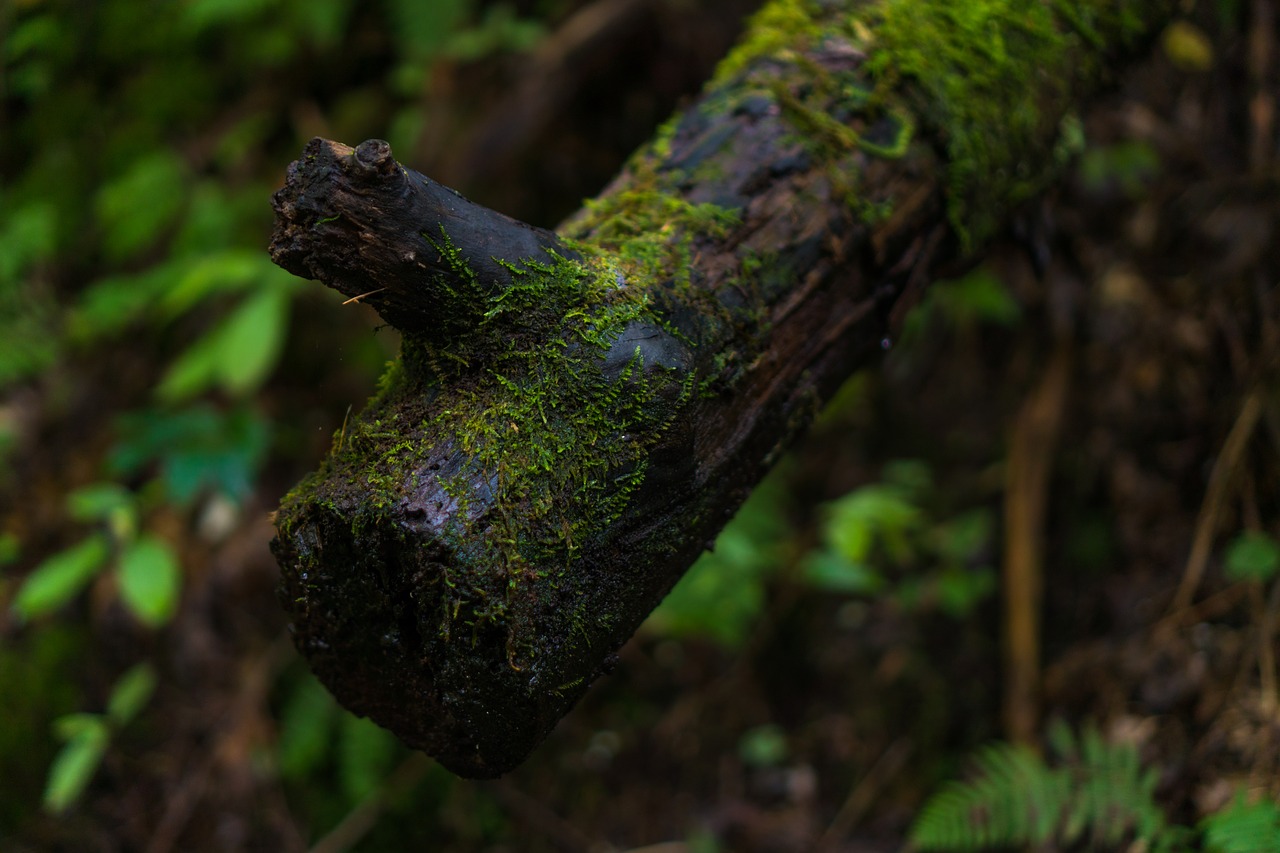 moss log nature free photo