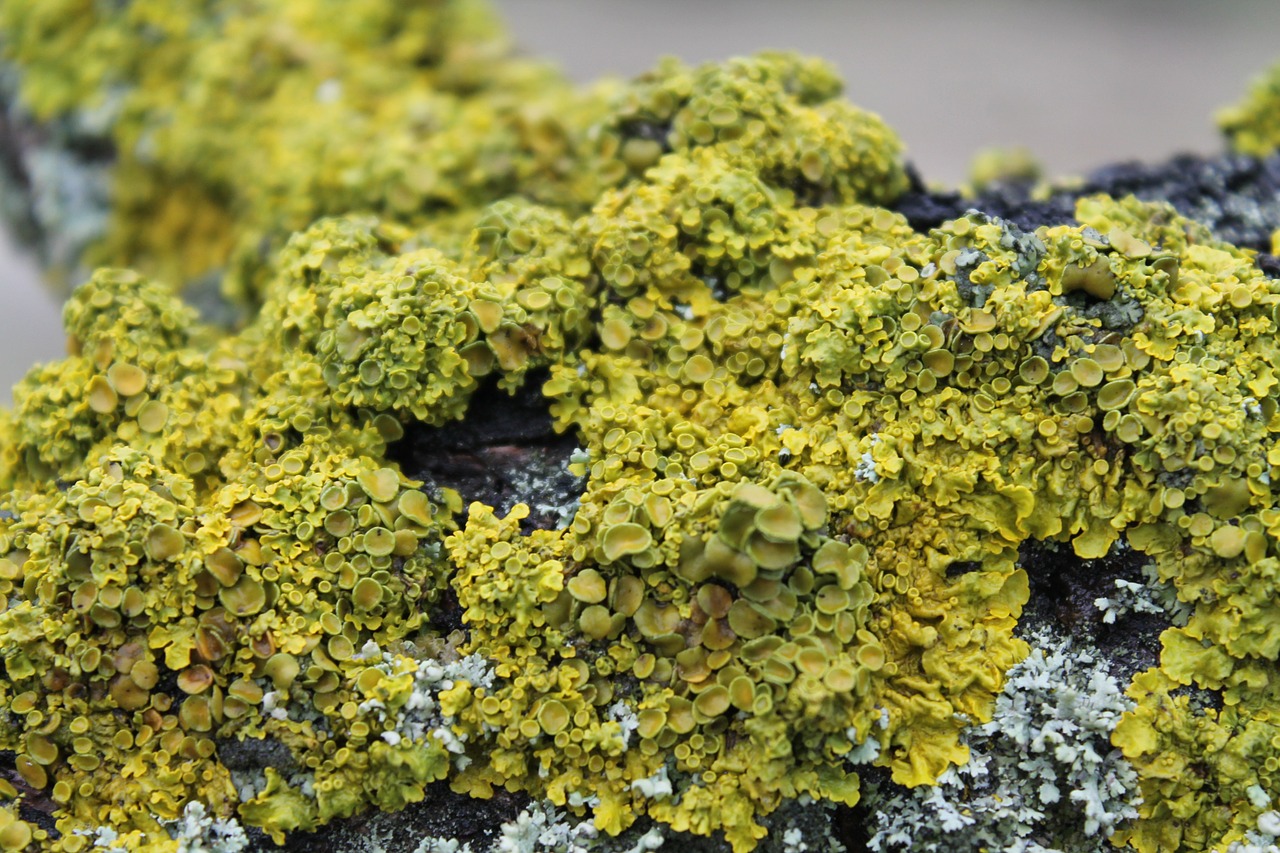 moss wood macro free photo