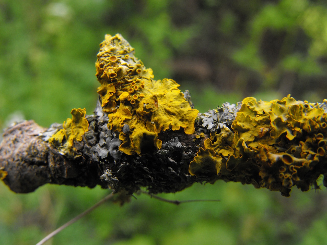 moss stick yellow free photo