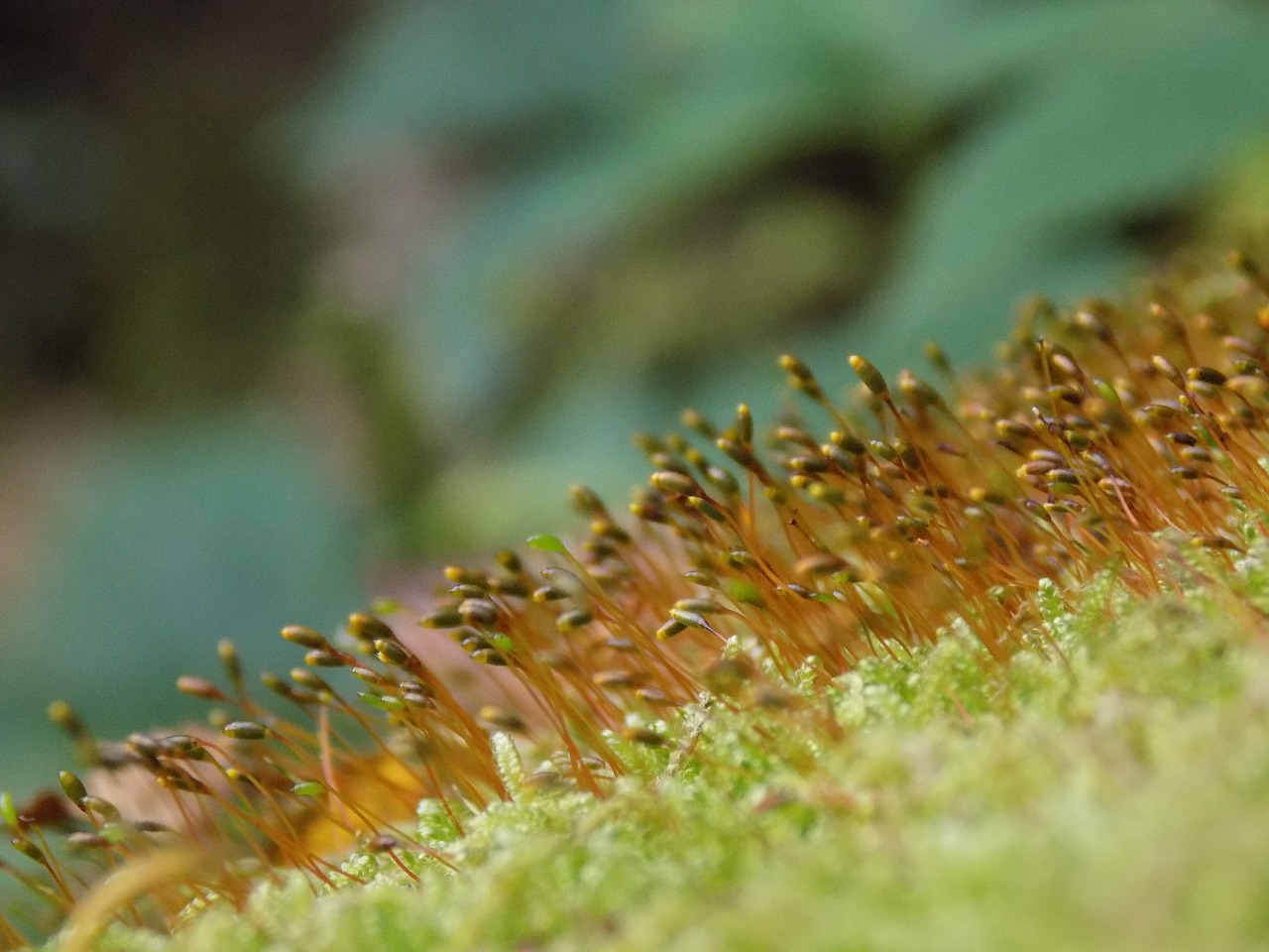 moss macro wet free photo