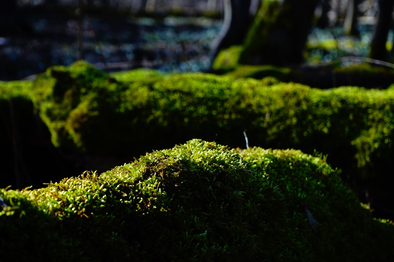 moss forest tree trunks free photo