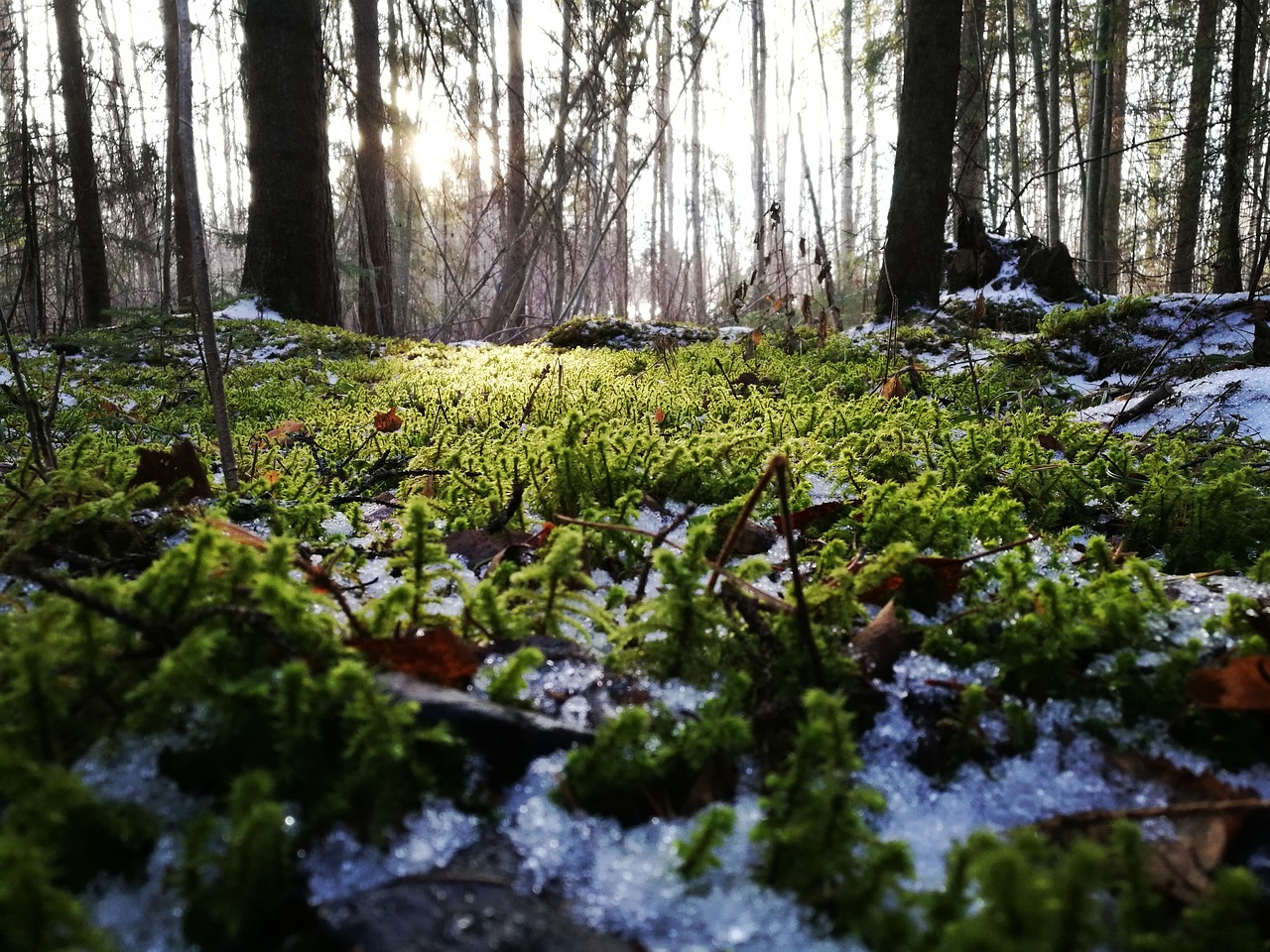 moss forest spring free photo