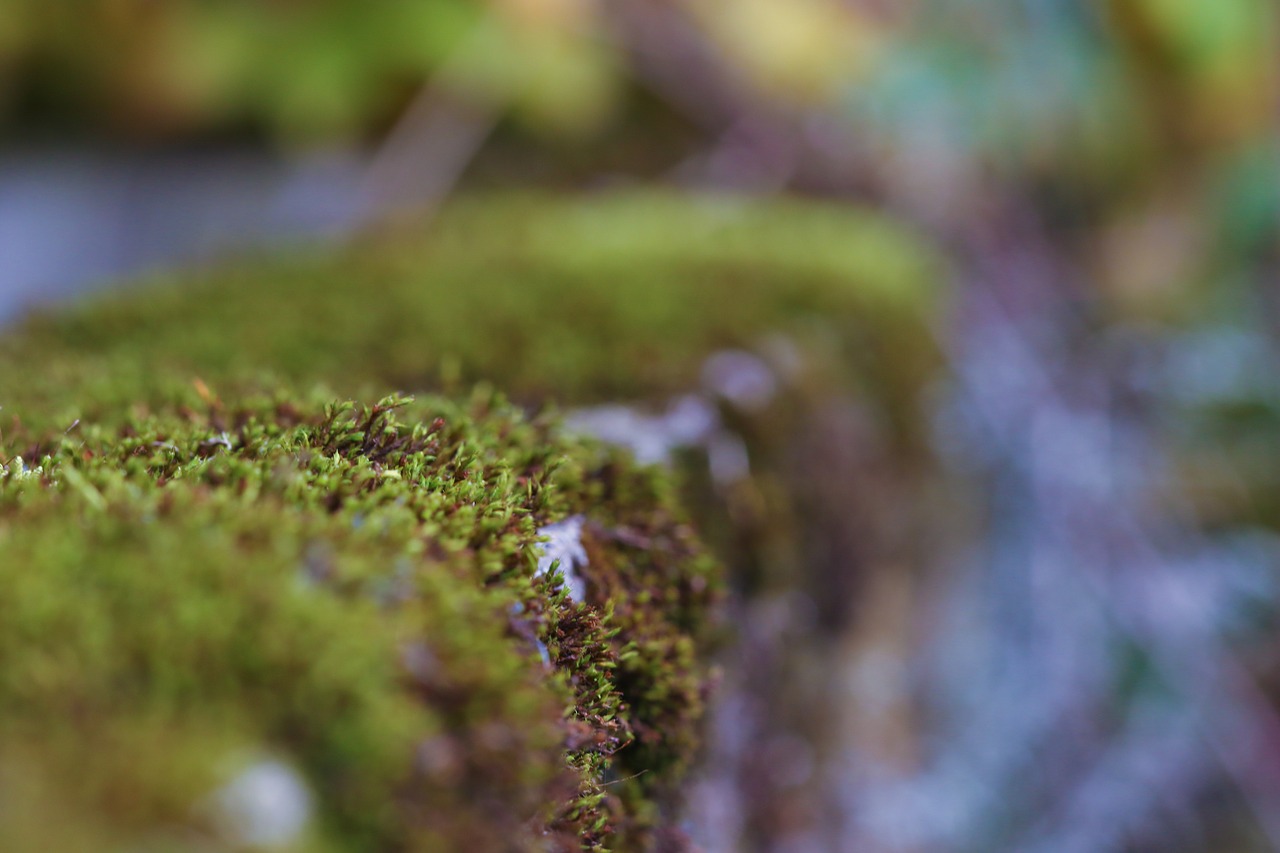 moss autumn fall free photo