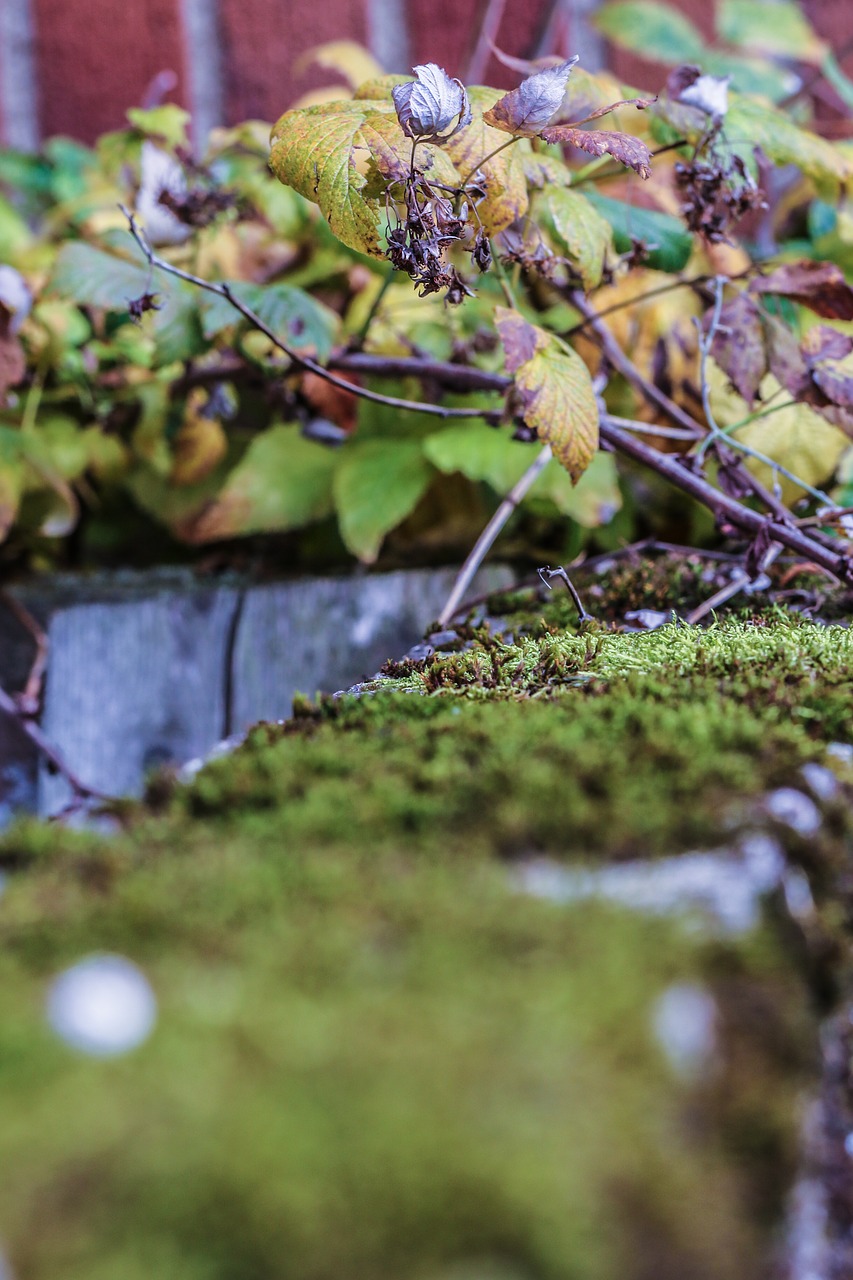 moss leaves autumn free photo