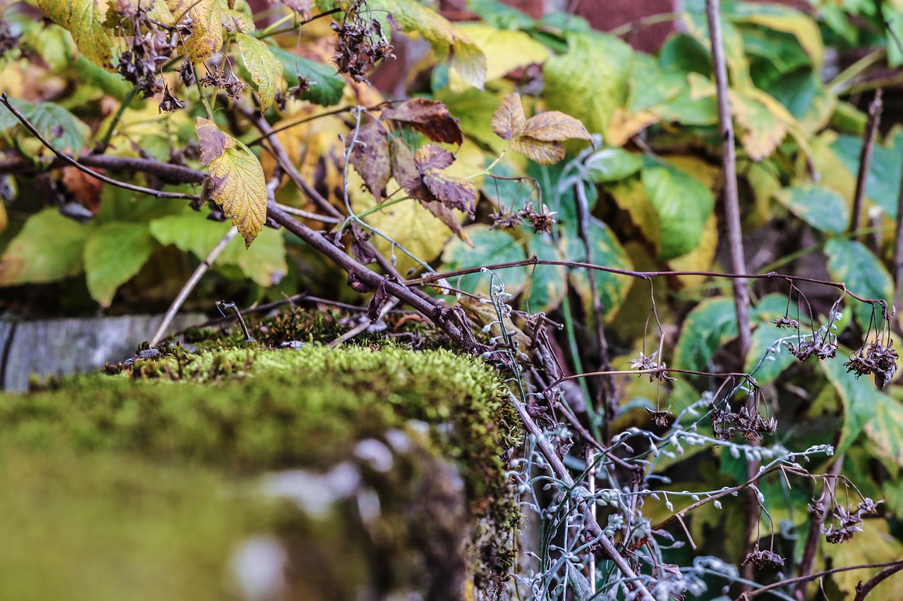 moss leaves autumn free photo