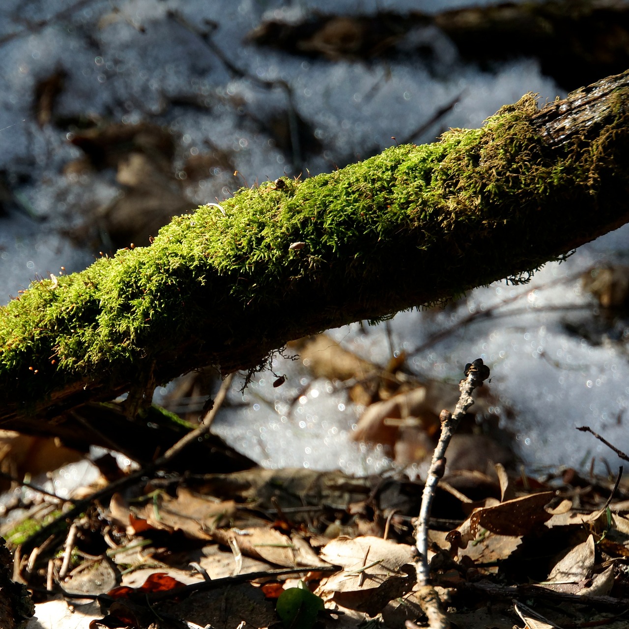 moss mossy old branch free photo