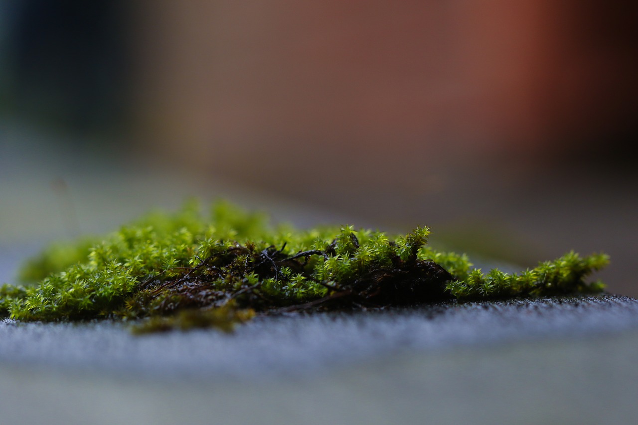 moss green nature free photo