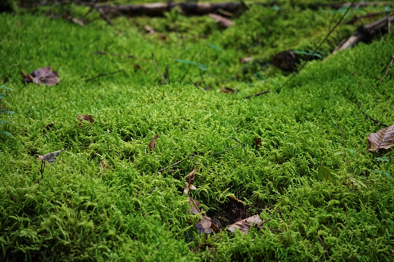 moss forest floor close free photo