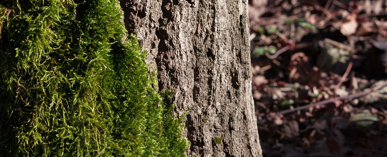 moss tree organic free photo