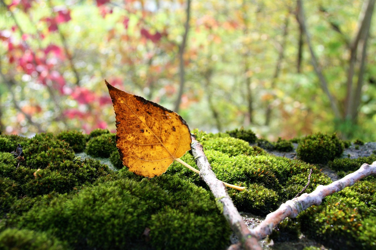 moss autumn gold yellow free photo