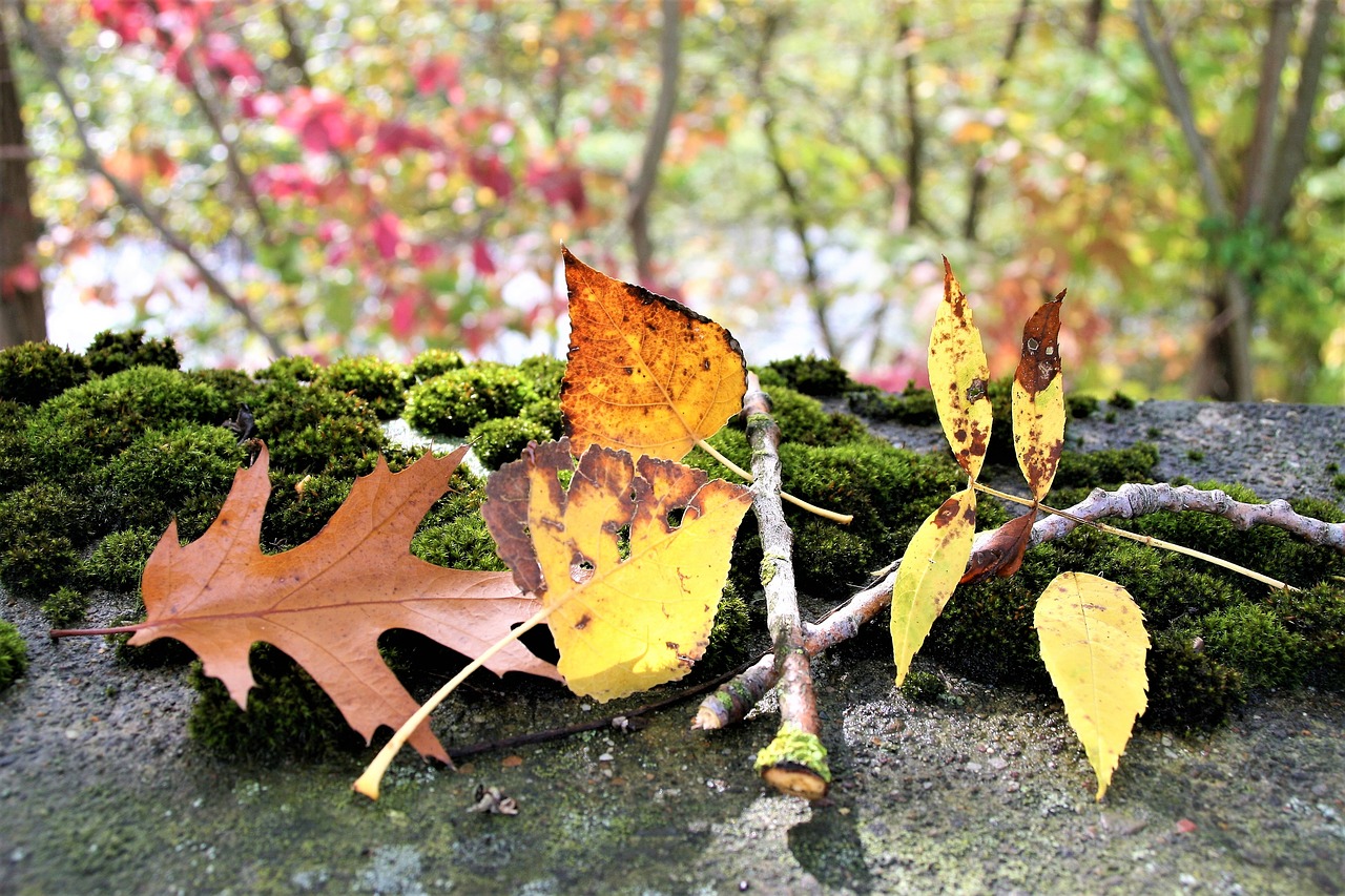 moss autumn torn free photo