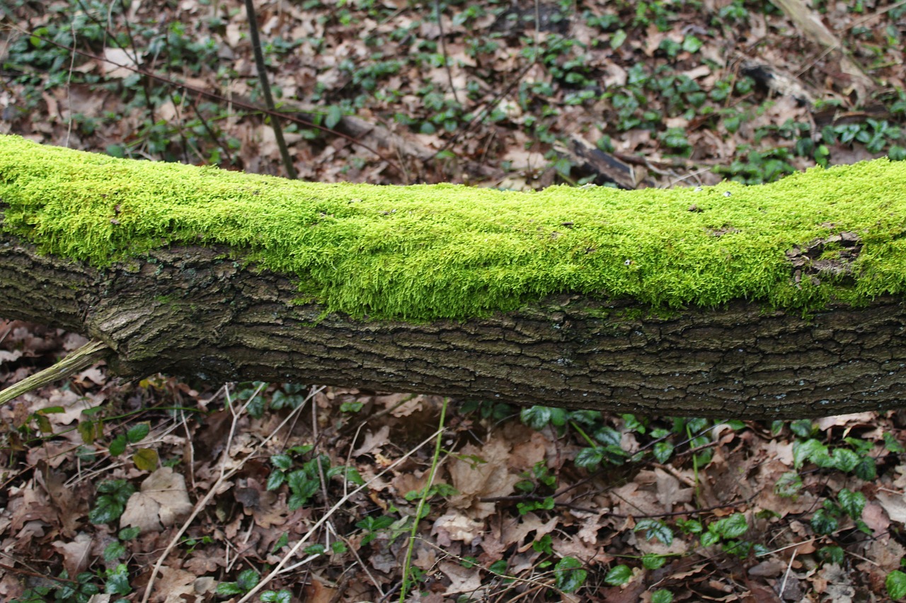 moss tree green free photo