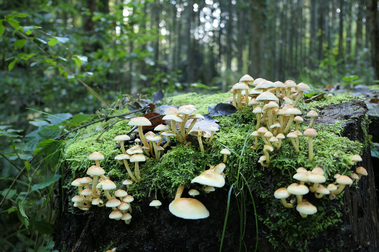 moss mushrooms forest free photo