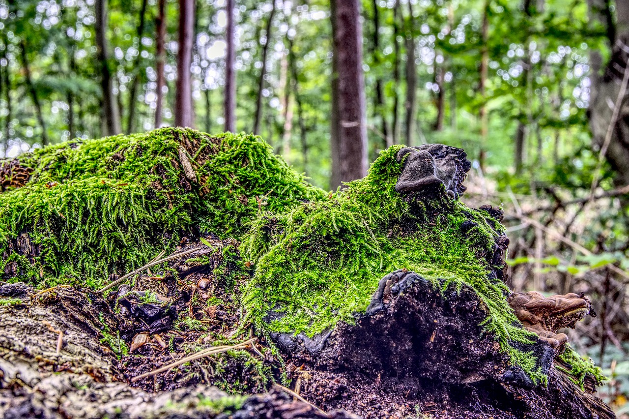 moss forest trees free photo