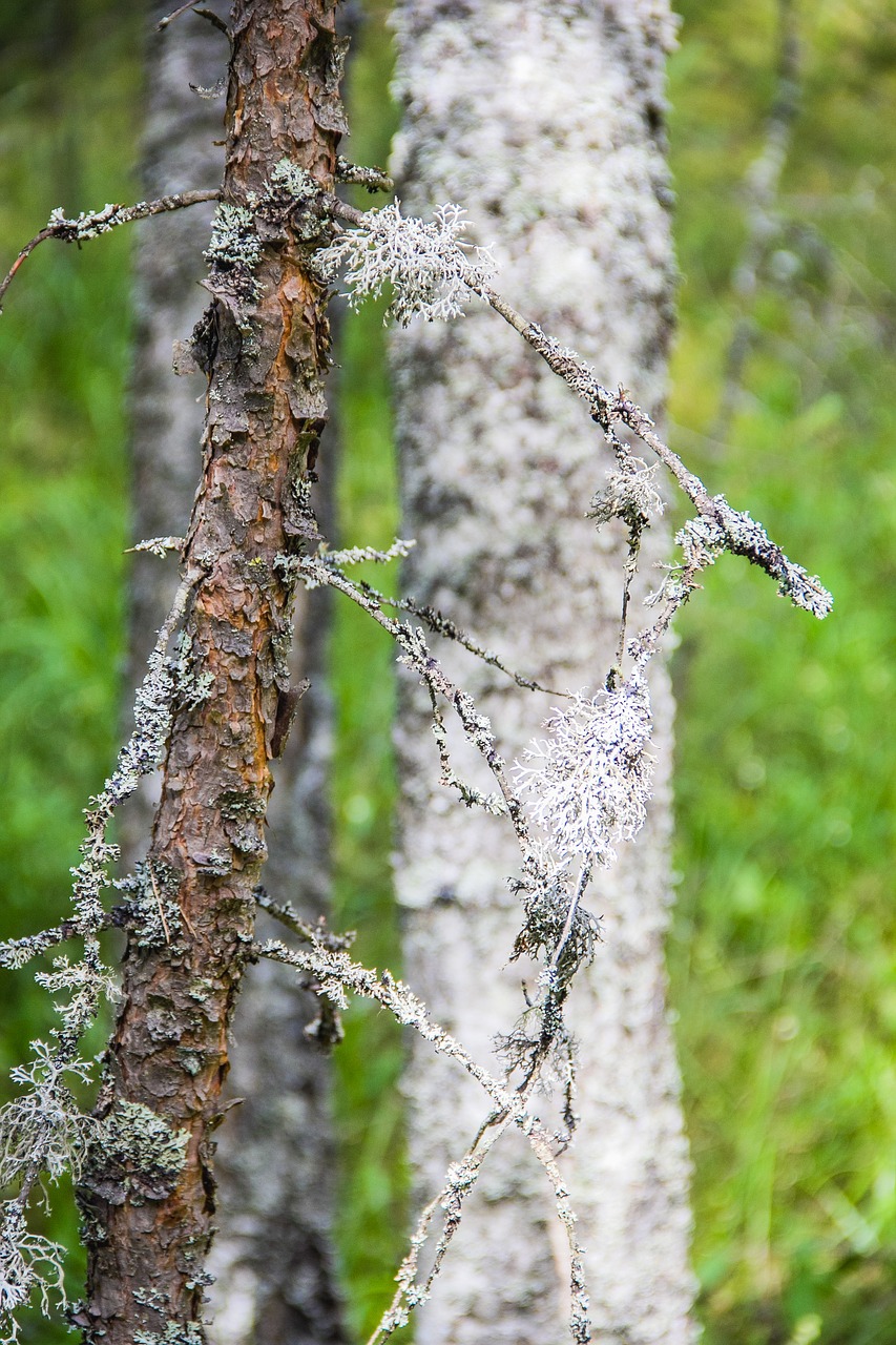 moss lichen forest free photo