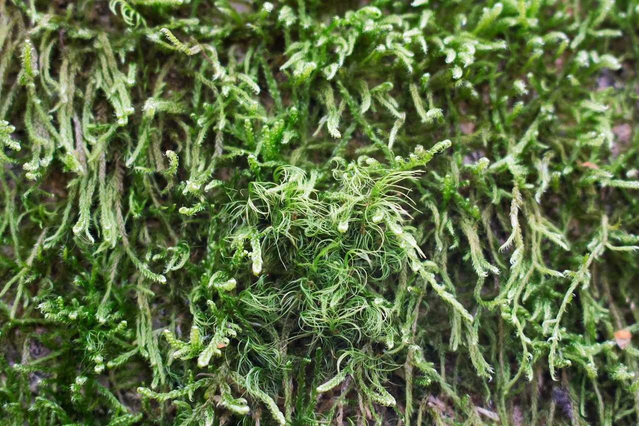 moss green texture free photo