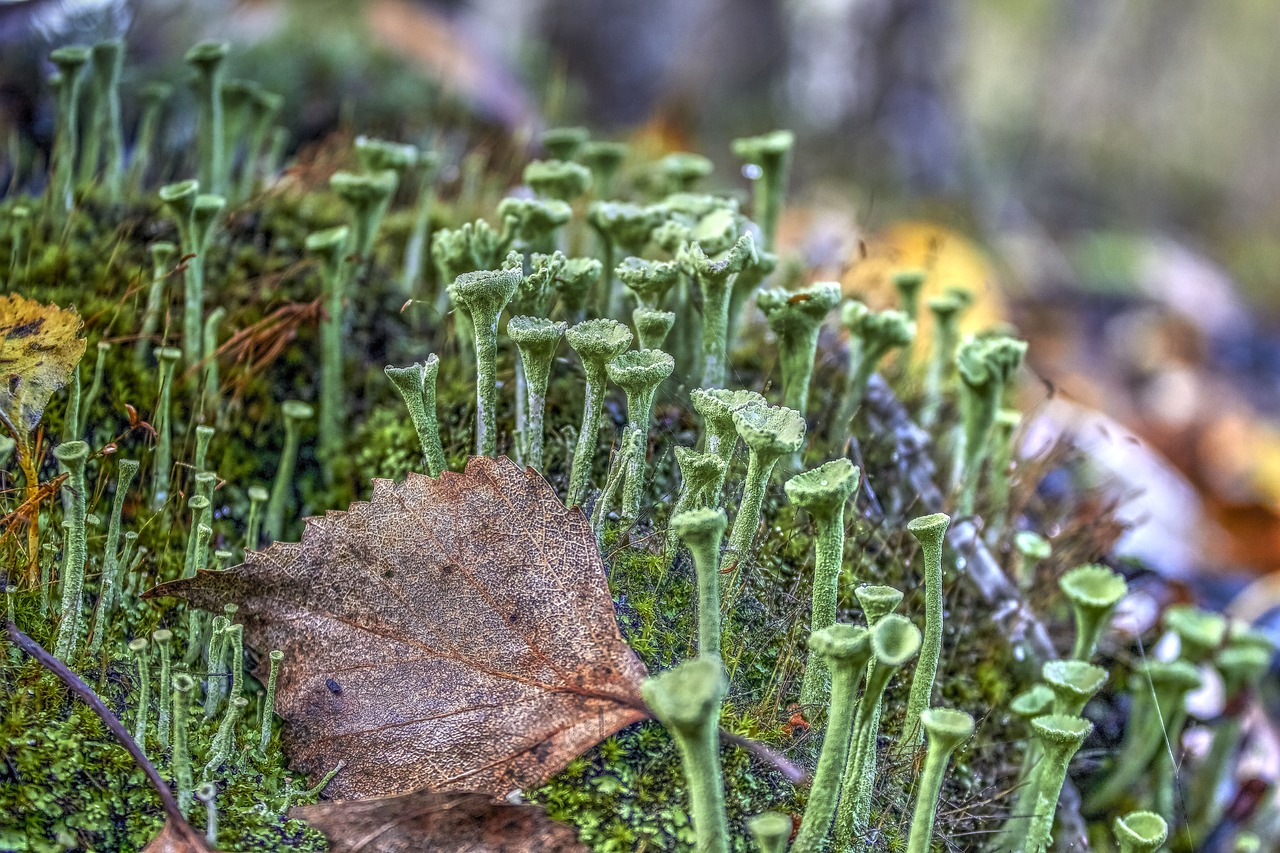 moss plants autumn free photo