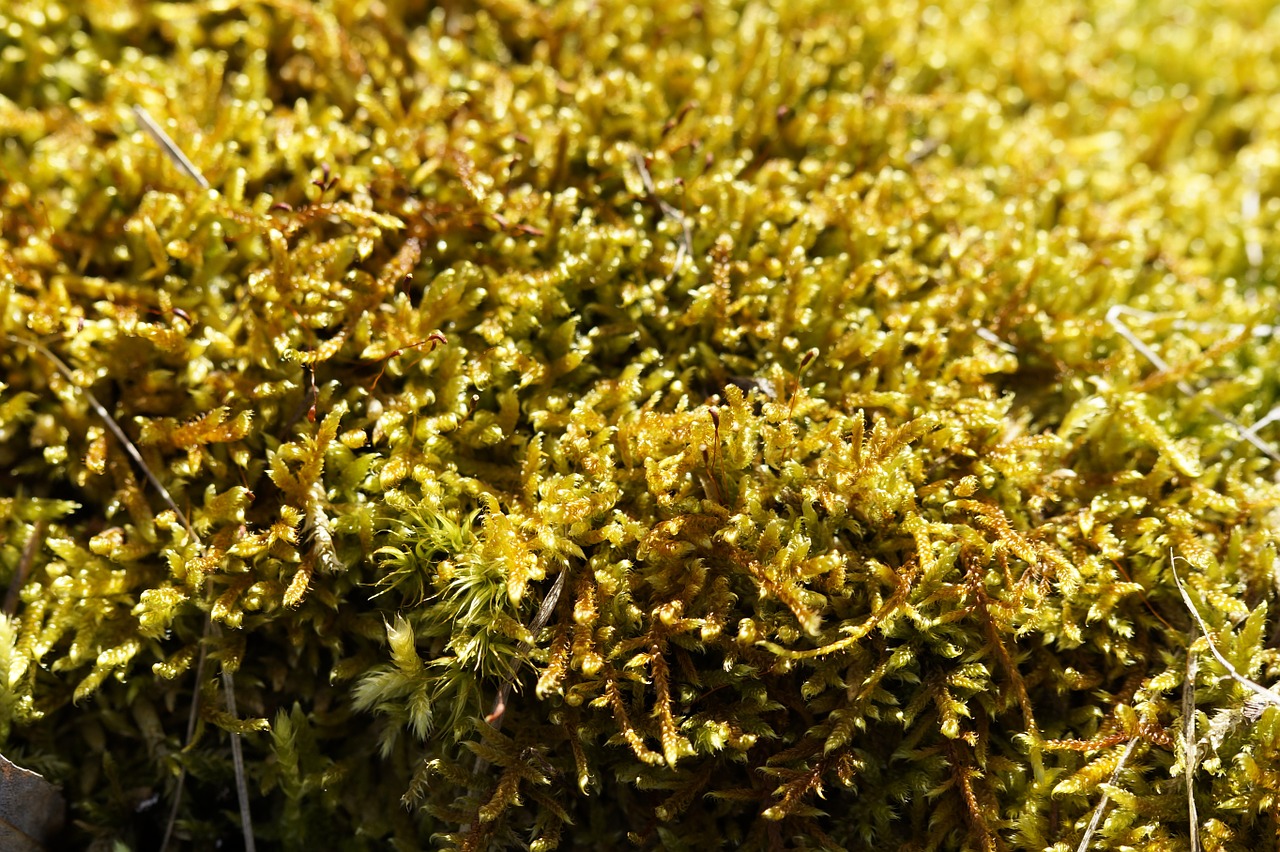 moss close soft free photo