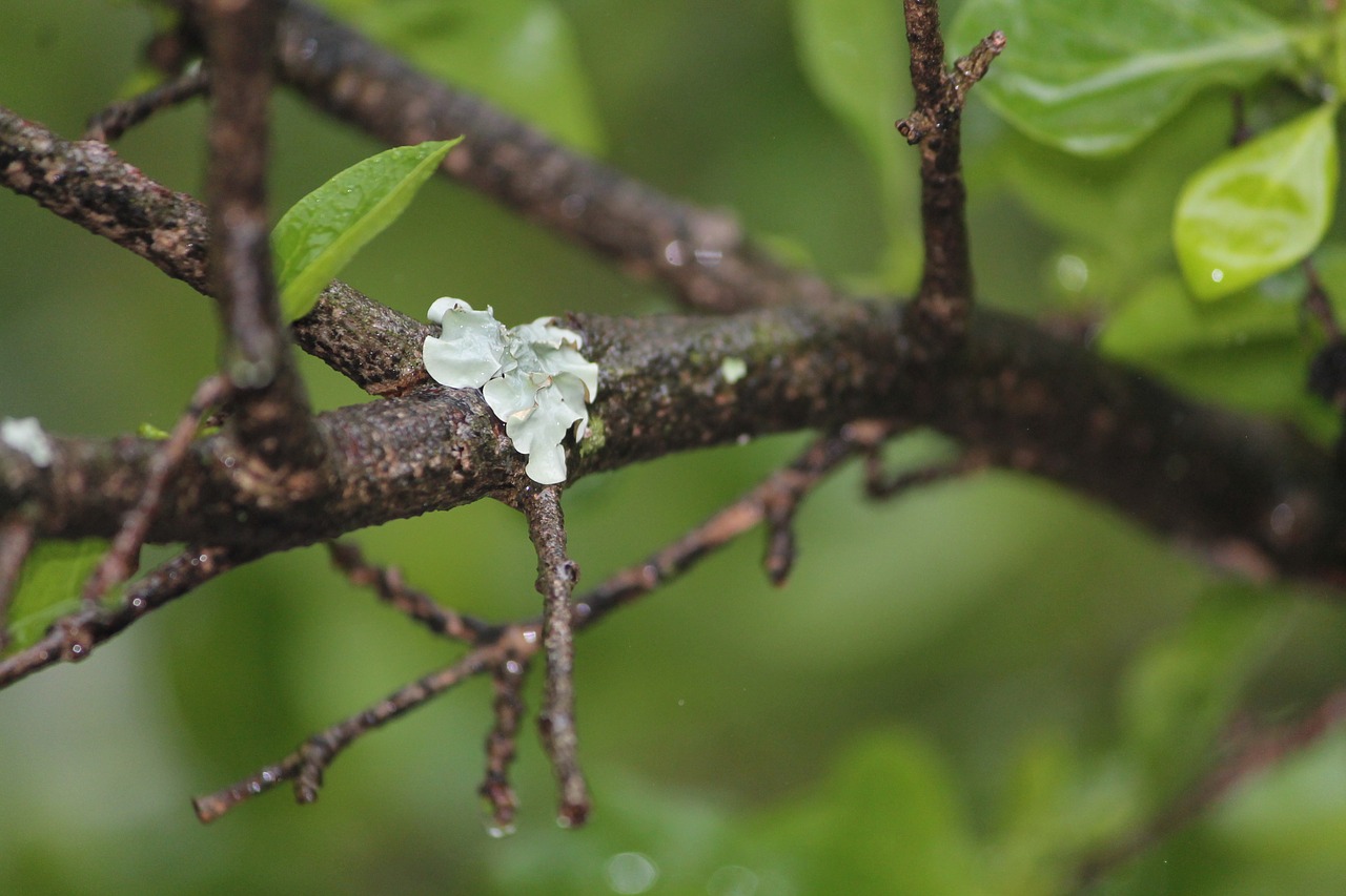 moss branch wet free photo