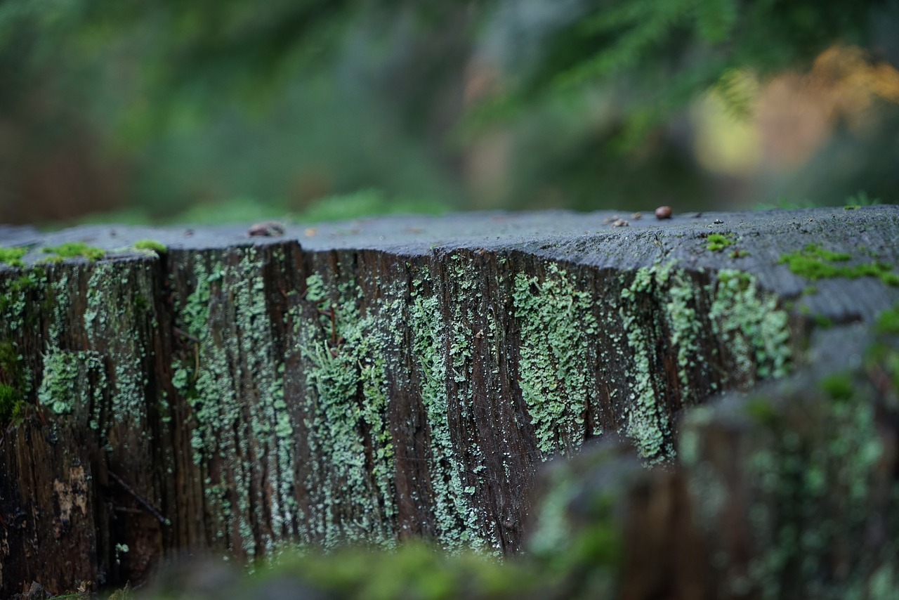 moss trees forest free photo