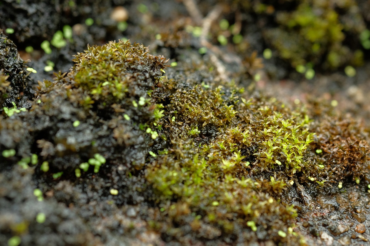 moss plant green free photo