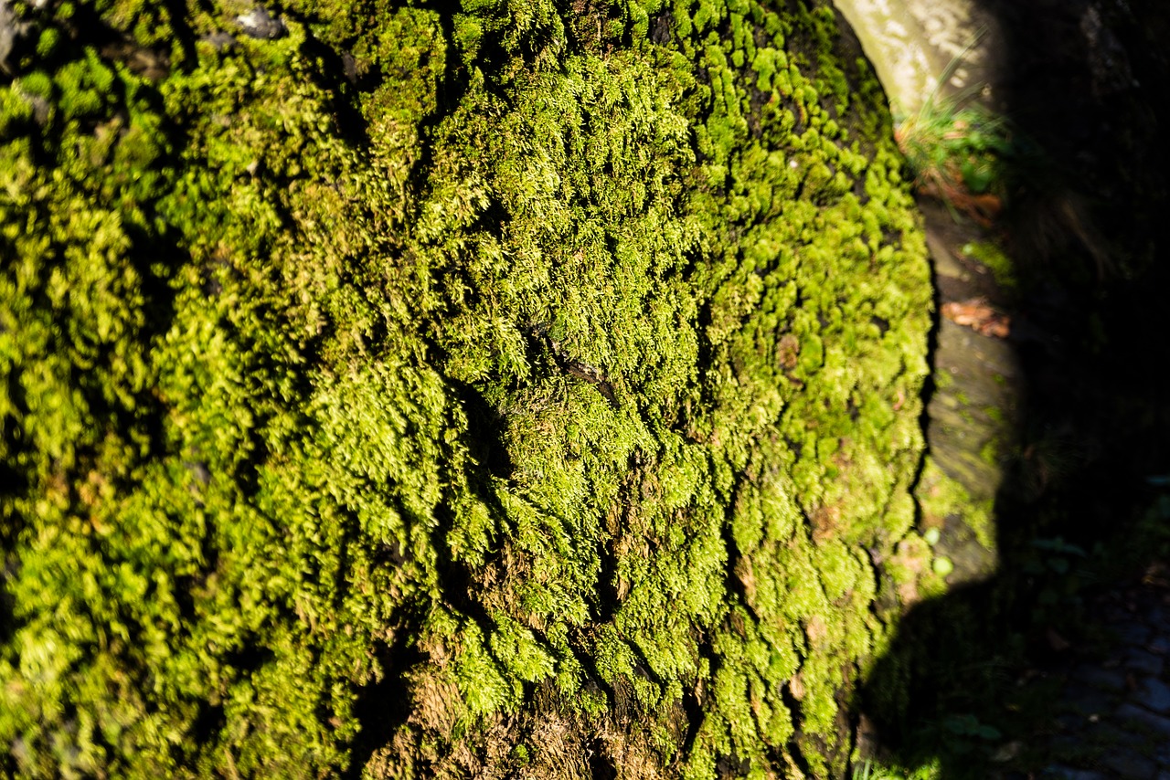 moss eifel forest free photo