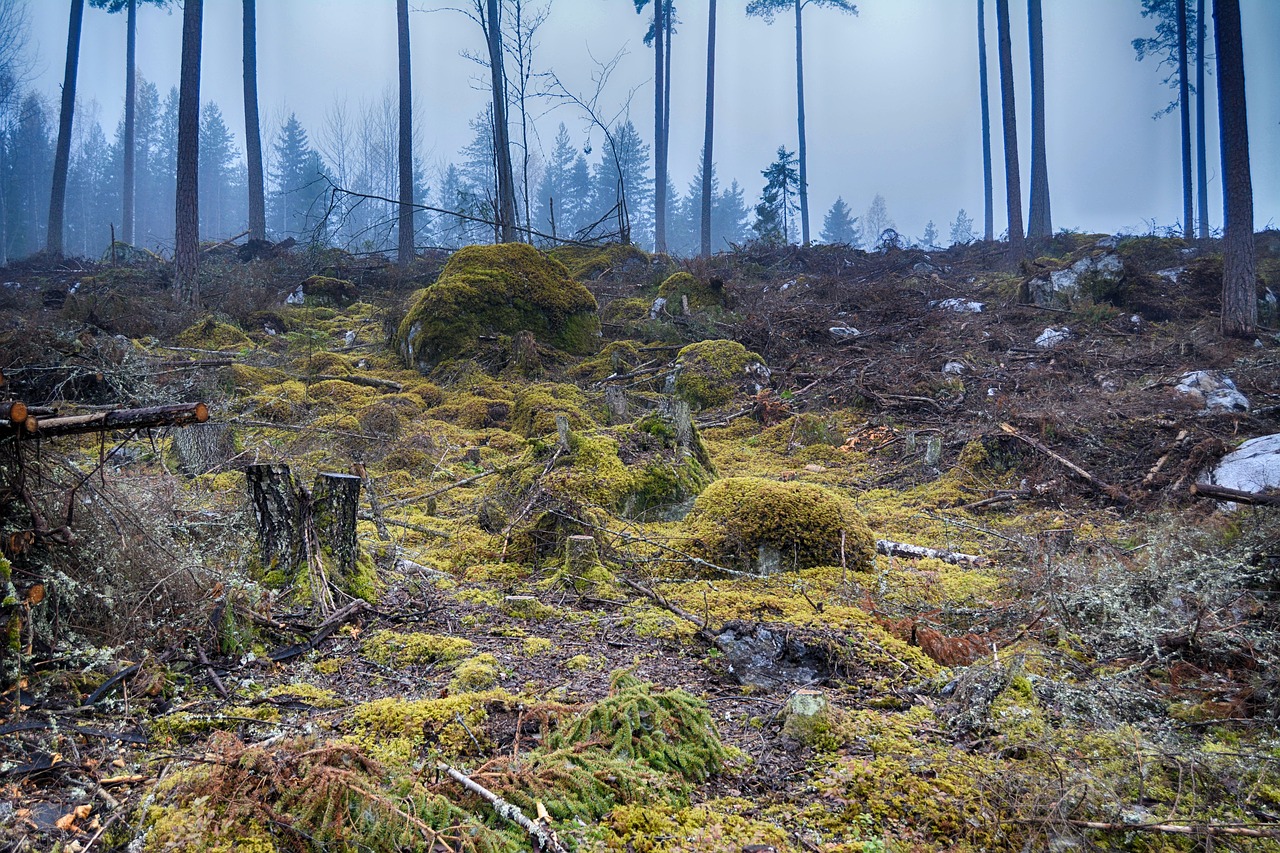 moss forest autumn free photo