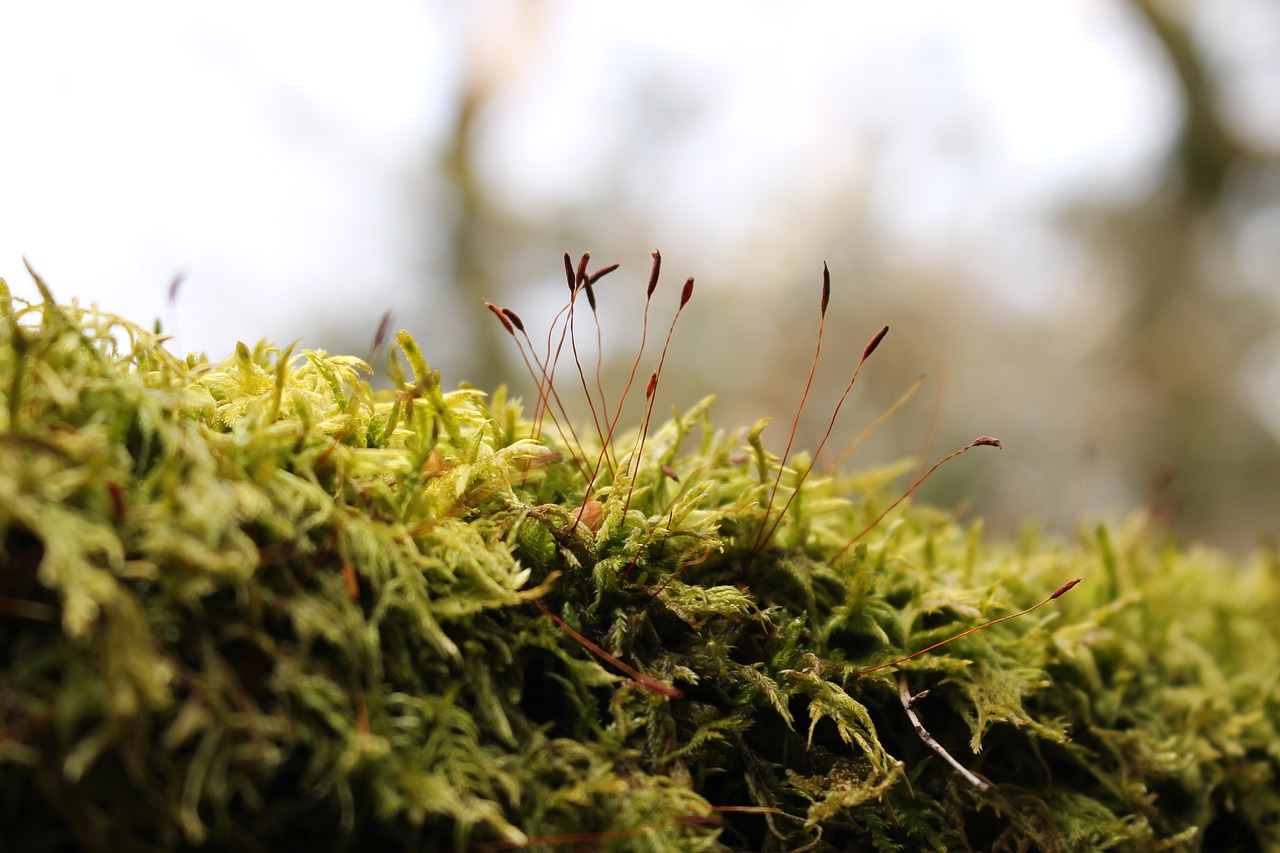 moss japan green free photo