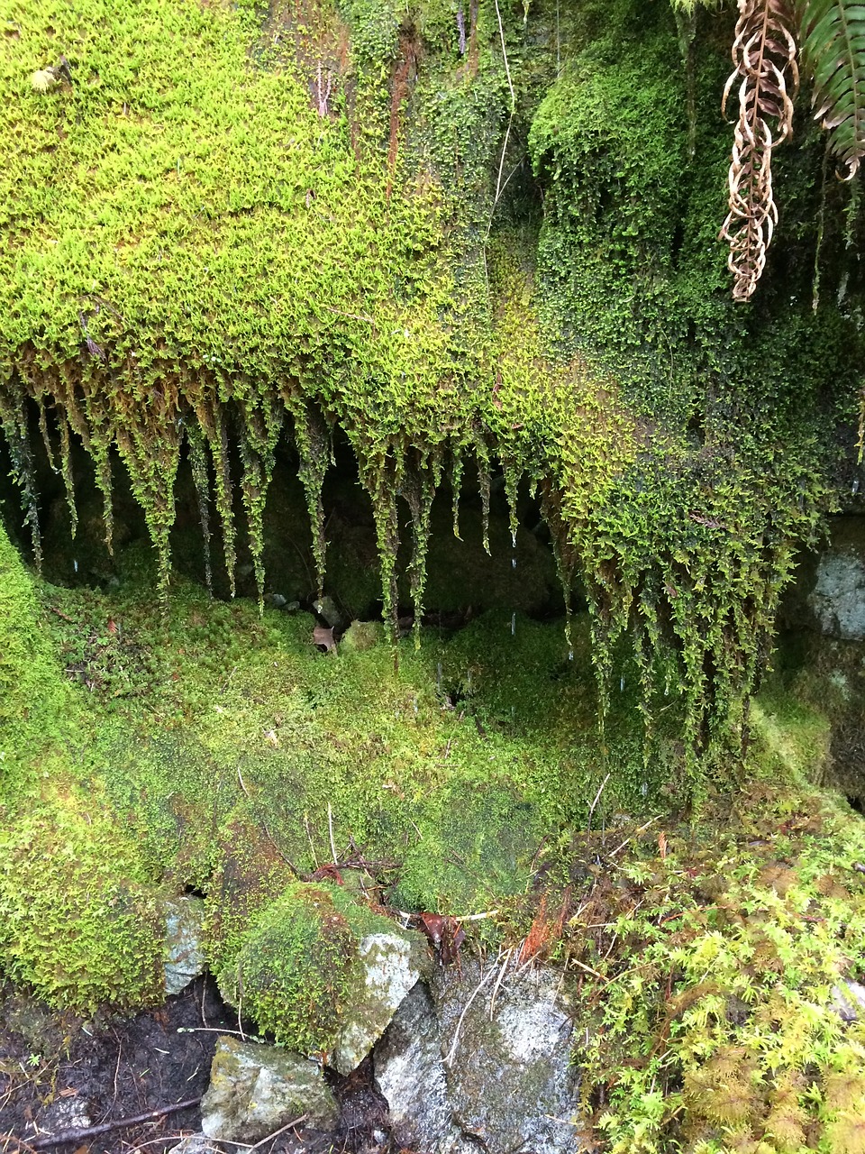 moss rain forest free photo