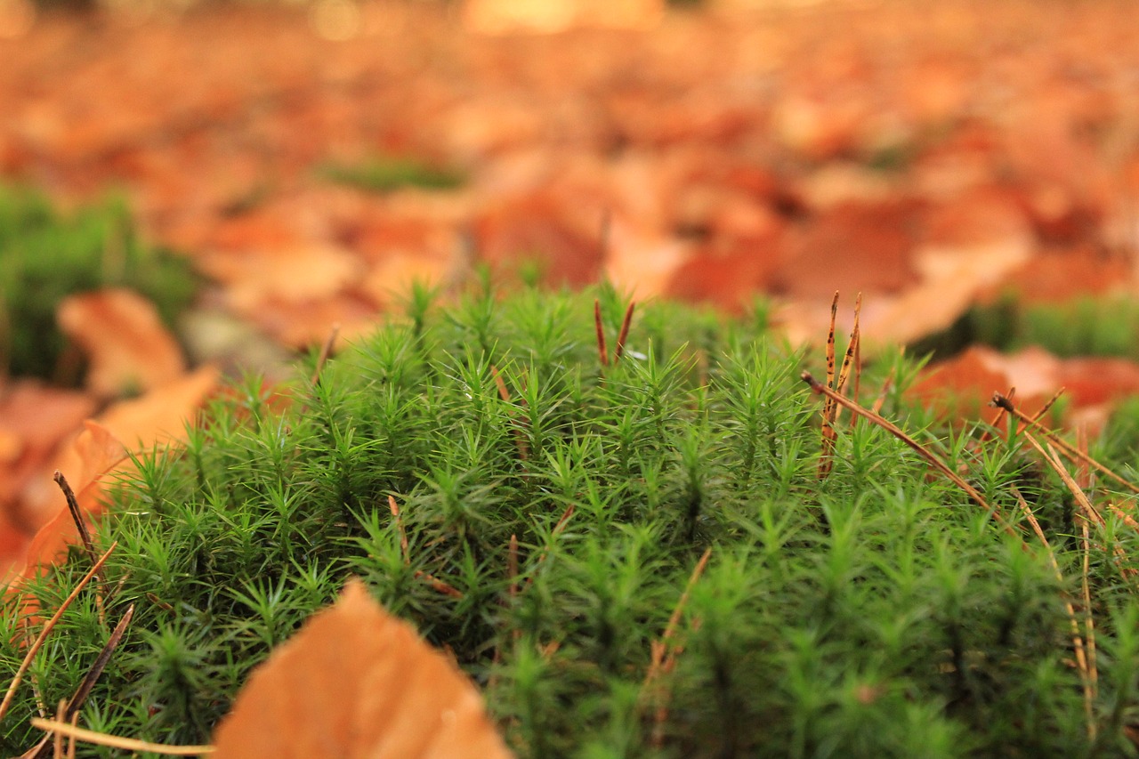 moss nature fall free photo