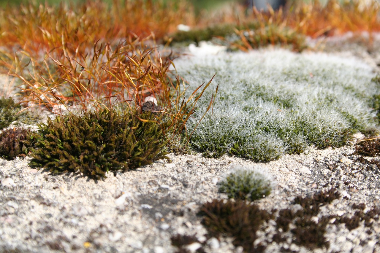 moss plant fouling free photo