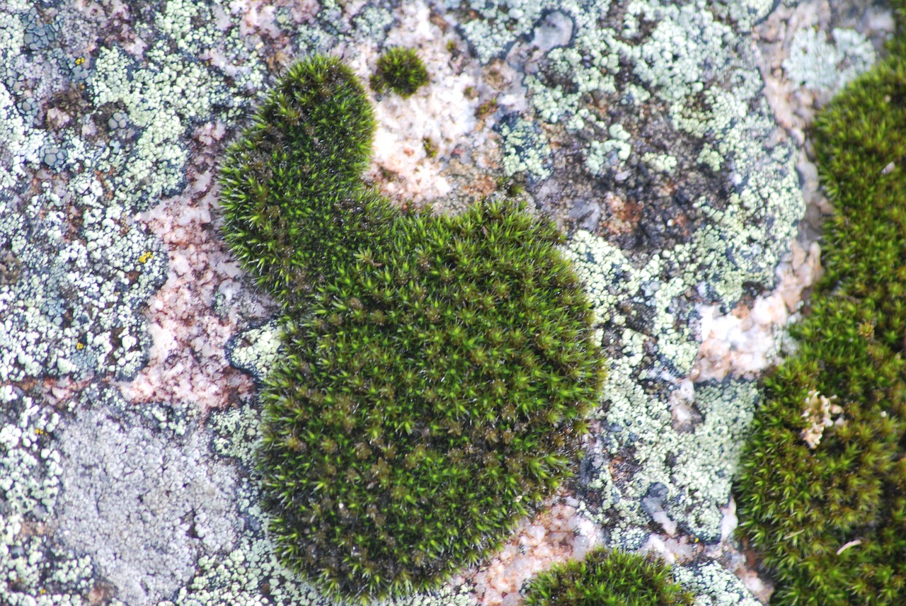moss damp green free photo