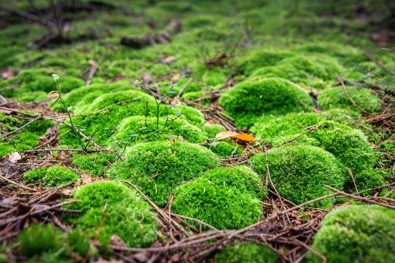 moss forest green free photo