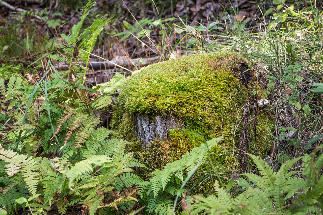 moss fern nature free photo