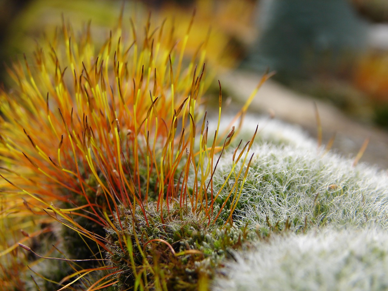 moss macro yellow free photo