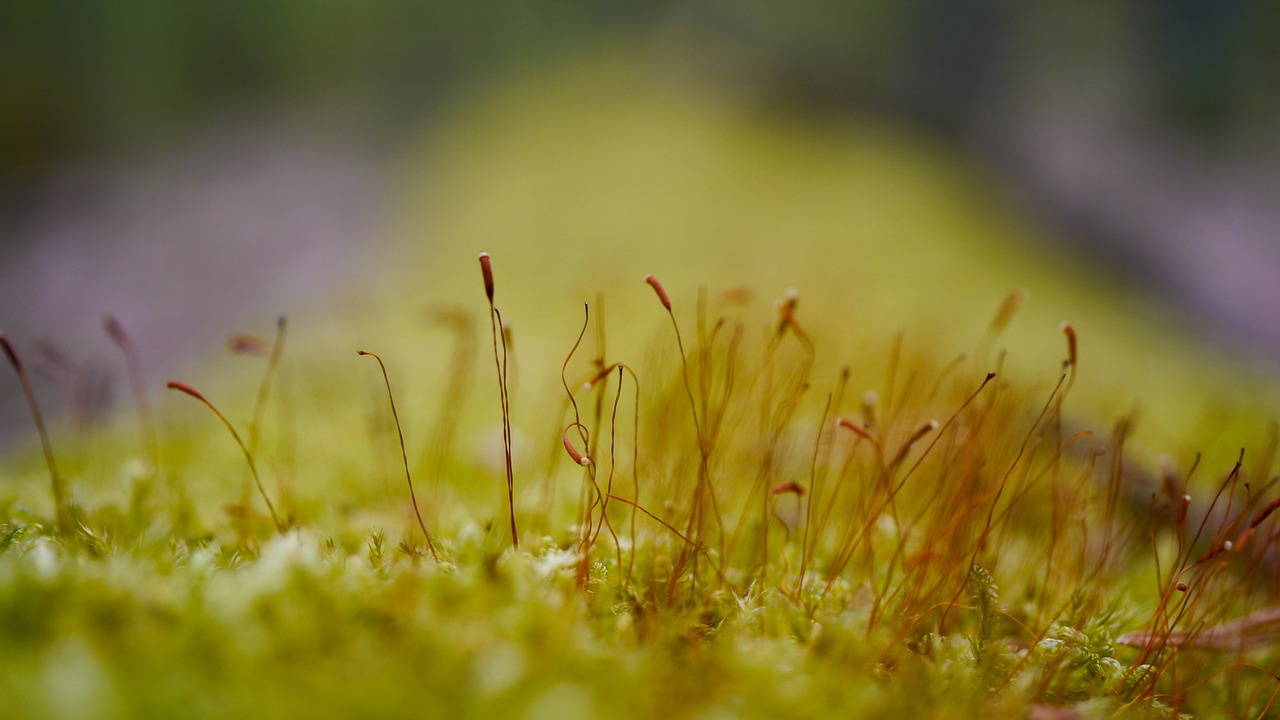 moss tree plants free photo