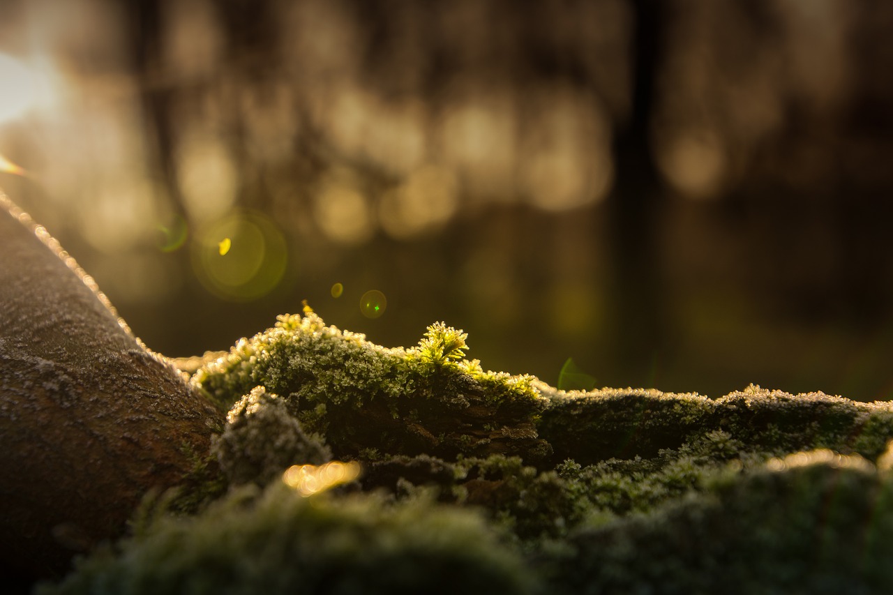 moss hoarfrost forest free photo