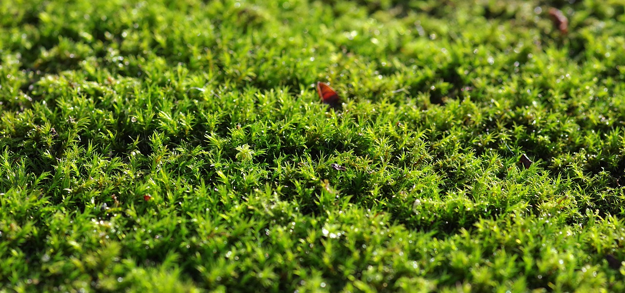 moss green the background free photo