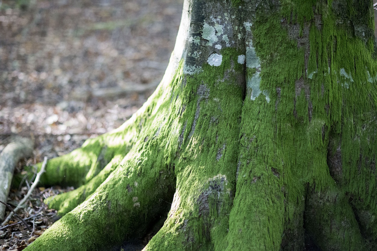 moss nature wood free photo