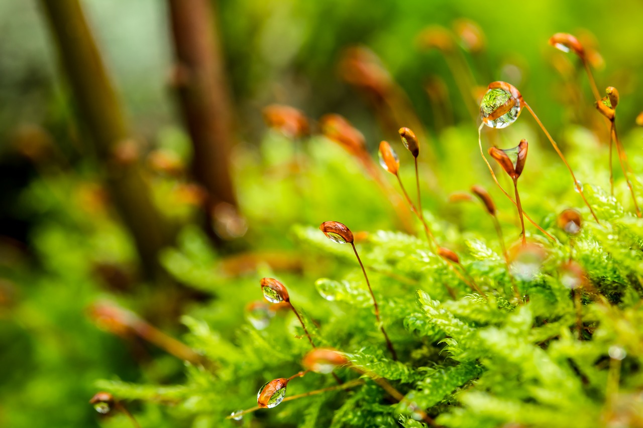 moss stalked spore capsules drop of water free photo