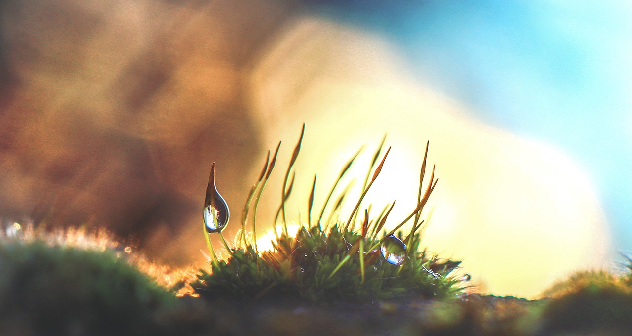 moss water drop free photo